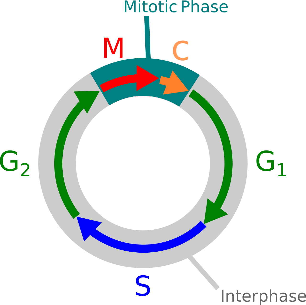 უჯრედული ციკლი: ფაზები, მიტოზი და რეგულაციის მექანიზმები